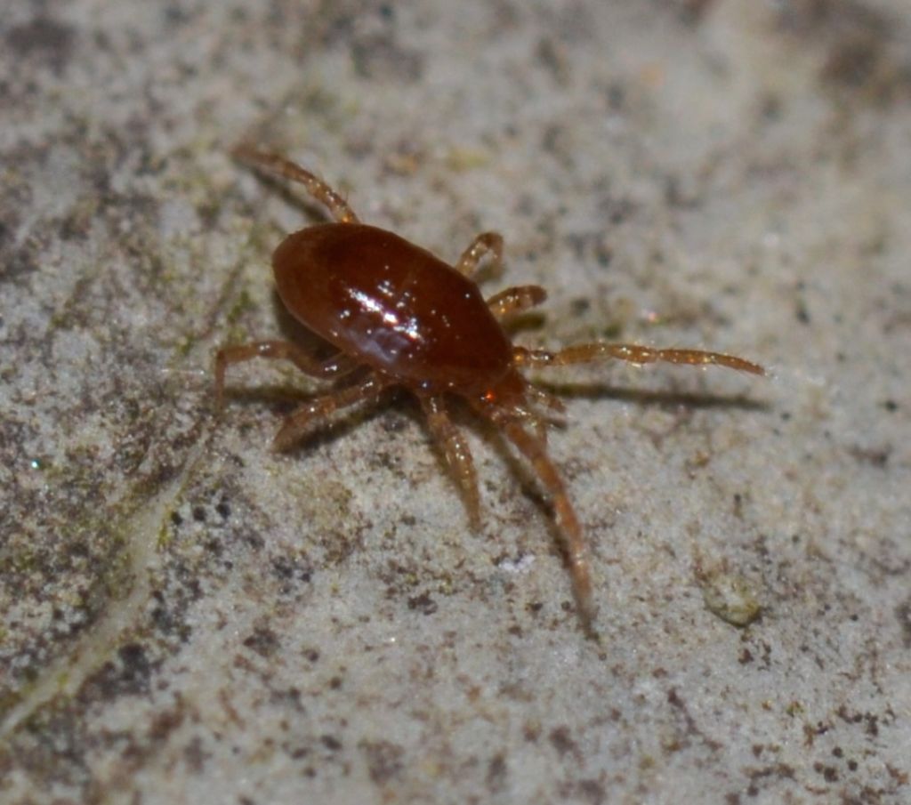 Acaro Mesostigmata